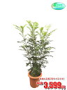 観葉植物 シマトネリコ 7号【激安!おしゃれな大型観葉植物3599円!?】お部屋のインテリア装飾、法人・飲食店など店舗の飾りに新築祝い開店祝い、贈り物に格安人気観葉植物をどうぞ!☆最安値 贈答 父の日 ギフト プレゼント☆