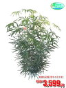 観葉植物 アラレア 7号【激安!おしゃれな大型観葉植物3599円!?】お部屋のインテリア装飾、法人・飲食店など店舗の飾りに新築祝い開店祝い、お祝いの贈り物に格安人気観葉植物をどうぞ!☆最安値 贈答 父の日 ギフト プレゼント☆