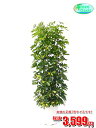 観葉植物 カポック 7号【激安!おしゃれな大型観葉植物3599円!?】お部屋のインテリア装飾、法人・飲食店など店舗の飾りに新築祝い開店祝い、お祝いの贈り物に格安人気観葉植物をどうぞ!☆最安値 贈答 父の日 ギフト プレゼント☆