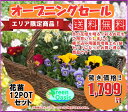 季節の花苗セット おまかせ12鉢【福袋 ...