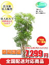 観葉植物 ポリシャス 7号【激安!おしゃれな大型観葉植物7299円!?】お部屋のインテリア装飾、法人・飲食店など店舗の飾りに新築祝い開店祝い、お祝いの贈り物に格安人気観葉植物をどうぞ!☆最安値 贈答 父の日 ギフト プレゼント☆