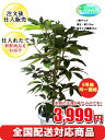 観葉植物 ツピダンサス 8号【激安!おしゃれな大型観葉植物で3999円!?】お部屋のインテリア装飾、法人・飲食店など店舗の飾りに新築祝い開店祝い、贈り物に格安人気観葉植物をどうぞ!☆最安値 贈答 父の日 ギフト プレゼント☆