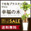 【送料無料】幸福の木 ドラセナ・マッサンゲアナ(7号/約1m)角プラスチック(白色)人気のある育てやすい観葉植物【送料込/大型/インテリア/鉢/おすすめ/安い/おしゃれ/激安/ギフト】