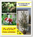 エキゾチックな花と上品な香りの果実が魅力!【フェイジョア 樹高1.2m前後】