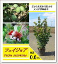 エキゾチックな花と上品な香りの果実が魅力!【フェイジョア 樹高0.6m前後】
