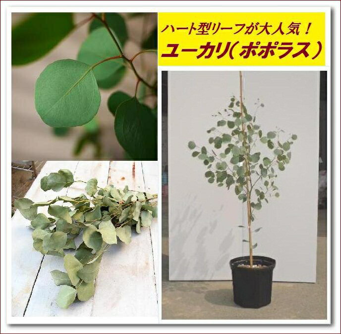 お部屋のインテリア、観葉植物にどうぞ！シンボルツリーでも大人気！！【ユーカリ（ポポラス）　樹高1.0m前後】