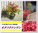 【10本セット】冬の紅葉が目を引く縁起樹!グランドカバーにおすすめ♪【オタフクナンテン 樹高0.2〜0.3m】