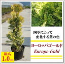 お洒落な庭木、シンボルツリーに!生垣・目隠しにもどうぞ 【コニファー(ヨーロッパゴールド) 樹高1.0m前後】
