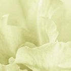 Glide/Sally 〜アザレアの花言葉〜(CD)