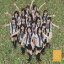 《送料無料》SKE48 team S／制服の芽(CD)
