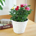 (送料無料) コルダーナローズ ミニ薔薇の寄せ植え バスケット / 鉢植え・コルダナ・母の日・ギフト・プレゼント