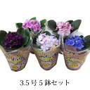 (送料無料) セントポーリア おまかせ 5鉢セット