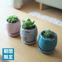 (期間限定) 現品発送 選べるこだわりの植木鉢! ハオルシア 3号 陶器鉢アレンジ / 多肉植物・ハオルチア