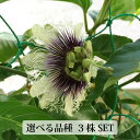 トケイソウ 苗 【ミズレモン】 ポット 苗 苗木 熱帯果樹 観葉植物 時計草 パッションフルーツ パッションフラワー クダモノトケイソウ