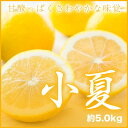 【送料無料】高知県産 JAとさし 『温室完熟・小夏』 秀品 大玉 3L〜2Lサイズ (約5.0kg)