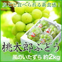 桃太郎ぶどう 岡山県産 香川県産 風のいたずら ちょっと訳あ...
