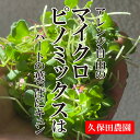 マイクロピノミックス 1PAC 約15g 【久保田農園 福岡県産 飾り あしらい ハーブ 野菜 珍しい野菜】