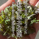 レッド辛子水菜【水菜風からし菜 ピリッとした辛み おひたし サラダ 珍しい野菜】