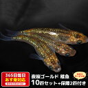 【保障2匹付き】メダカ 夜桜ゴールド 稚魚10匹 送料無料 多種多色 あす楽対応 12時までの注文でその日に発送 生体 種類 めだか セット