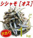 【訳あり：シシャモ1kg（オス）】訳あり価格⇒ししゃも1kg！訳あり ワケアリ 分けあり わけあり