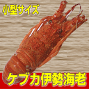 【小型サイズ ケブカ伊勢海老】【1尾】ケブカイセエビ