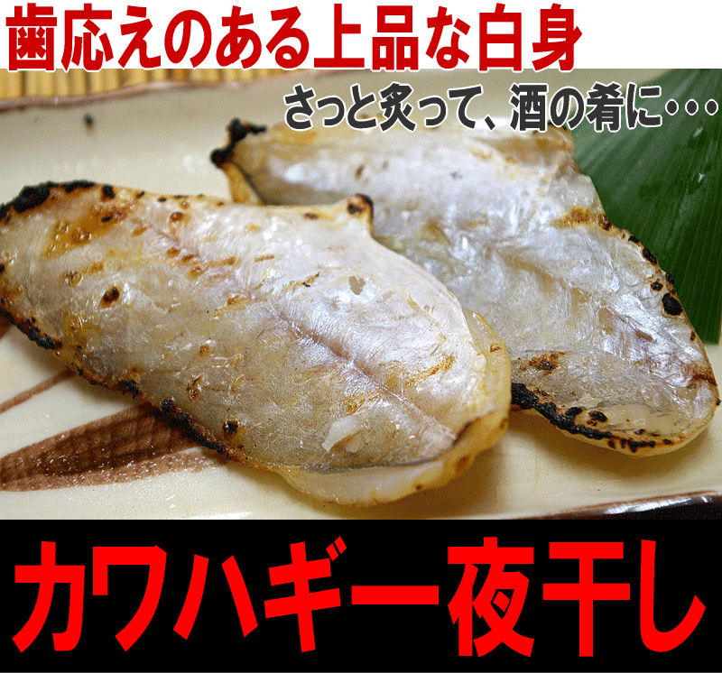 【訳あり：カワハギ一夜干し500g】かわはぎ一夜干し！