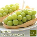 長野県産、山梨県産 シャインマスカット 1.2キロ (2房入...
