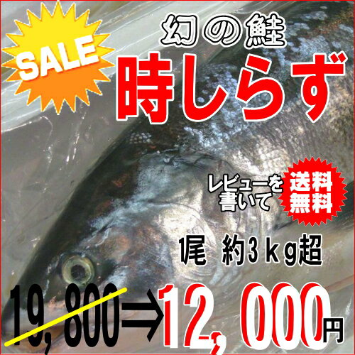 時しらず（時鮭）約3kg薄塩新物初入荷【お中元】【送料無料】【贈り物】【セール】【お弁当】 