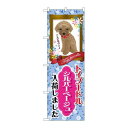 P.O.Pプロダクツ/☆G_のぼり GNB-2460 トイプードル シルバーベージュ/新品/小物送料対象商品