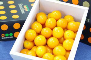 宮崎金柑たまたまエクセレント通販 糖度約18度の完熟きんかんを販売取寄。化粧箱 約1kg 約40玉 宮崎産 ランキングお取り寄せ