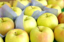 ショッピングりんご トキりんご取寄販売 奇跡の出会いで誕生した青りんごを通販で。約5kg 約14玉〜約18玉 青森・長野・他産地