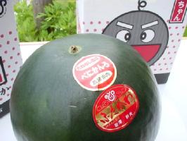 種なしスイカ！【紅かんろ・種なしサンバ】 皮が黒色で果肉は赤色　2玉入 【千葉産及び茨城産】