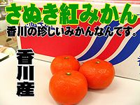 期間限定商品です！ハウス栽培 さぬき紅みかん（小原紅早生みかん）1箱約2.5kg 【香川県産】