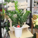 ザミオクルカス(ザミーフォリア)高さ70cm〜80cm 7号プラ鉢観葉植物(生花)※葉乱れ有り。