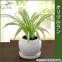オリヅルラン陶器鉢(鉢皿付)高さ20cm〜25cm観葉植物(生花)
