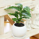 観葉植物(生花)コーヒーの木陶器鉢(鉢皿付)高さ25cm〜30cm