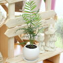 観葉植物(生花)テーブルヤシ陶器鉢(鉢皿付)高さ3