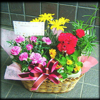 お中元 花ギフト 次々咲きます 季節の寄せ鉢シリーズ2 フラワーギフト屋監修 花ギフト お中元2012