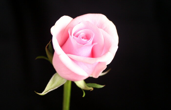 【バラ・ハツユメ(ピンク)！1本】やさしいピンク♪生産者より直送で新鮮＆高品質♪☆母の日・プロポーズ・還暦祝・結婚祝・記念日・誕生日プレゼント等に☆