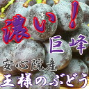 葡萄【巨峰】産直！2キロ超！【送料無料】【化粧箱入り】九州一のぶどう産地安心院町より朝摘み即日発送で新鮮直送♪有機質肥料のみ使用のこだわり葡萄！☆敬老の日・ギフト・誕生日の贈物等に☆