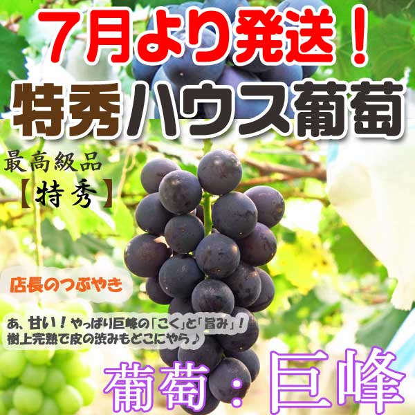 葡萄【巨峰】産直！【送料無料】※7月10日より順次発送生産者より即日発送で新鮮＆高品質♪ハウス加温栽培！さらにレビューをお約束頂いた方は消費税オフ！☆お中元・ギフト・お盆の贈答等に☆