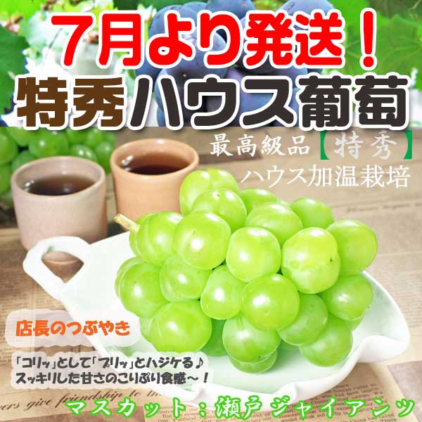 【マスカット：瀬戸ジャイアンツ】産直！【送料無料】※7月20日より発送生産者より即日発送で新鮮＆高品質♪ハウス加温栽培！さらにレビューをお約束頂いた方は消費税オフ！☆お中元・ギフト・お盆の贈答等に☆