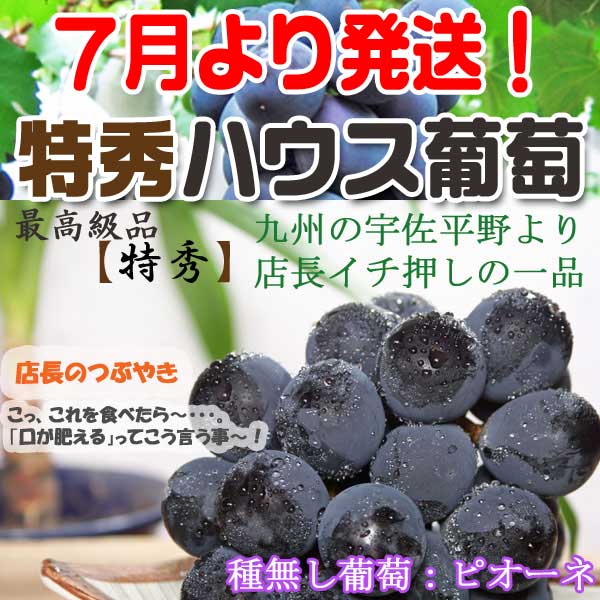 種無し葡萄【ピオーネ】産直！【送料無料】※7月10日より発送生産者より即日発送で新鮮＆高品質♪ハウス加温栽培！さらにレビューをお約束頂いた方は消費税オフ！☆お中元・ギフト・お盆の贈答等に☆