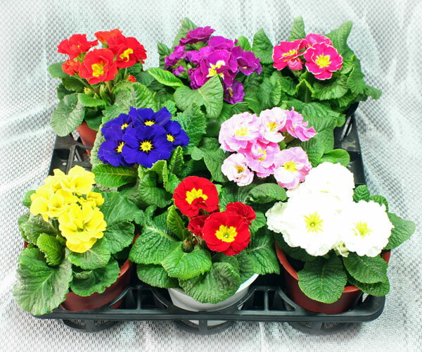 肥後ポリアン「プリムラポリアンサ」【産地直送！】5号鉢お得な6鉢セット存在感のある鮮やかな花です♪