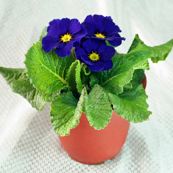 肥後ポリアン「プリムラポリアンサ」ブルー(濃紺)系【産地直送！】5号鉢存在感のある鮮やかな花です♪