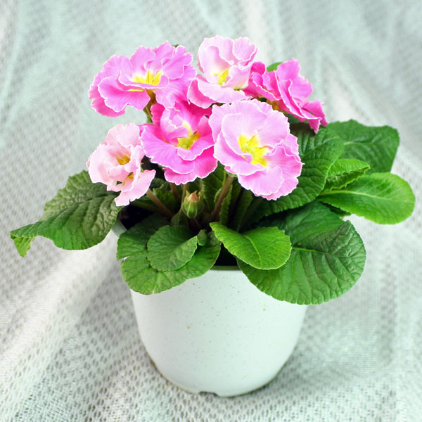 肥後ポリアン「プリムラポリアンサ」薄ピンク(薄桃)系【産地直送！】4.5号鉢存在感のある鮮やかな花です♪