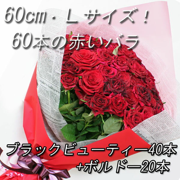 【送料無料】ラージサイズ60cm！ボルドー20本入り！真赤な60本のバラの花束！生産者より即日発送で新鮮＆高品質♪さらにレビューをお約束頂いた方はラッピング無料！
