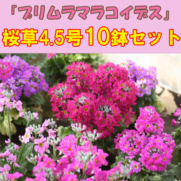 桜草「プリムラマラコイデス」（サクラソウ）♪4.5号10鉢セット【産地直送！】