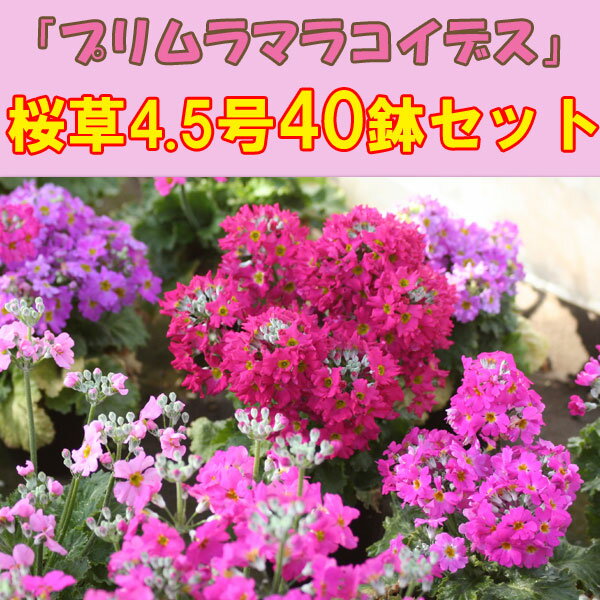 桜草「プリムラマラコイデス」（サクラソウ）♪4.5号40鉢セット【産地直送！】桜草（サクラソウ）「希望」の花言葉を持つ花です(゜ー゜☆40鉢セット【産地直送！】「プリムラマラコイデス」