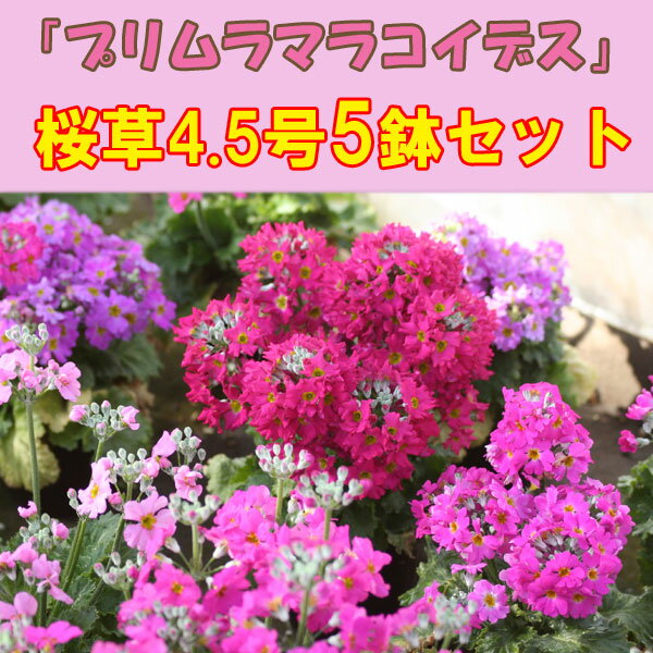 桜草「プリムラマラコイデス」（サクラソウ）♪4.5号5鉢セット【産地直送！】